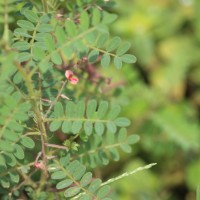 <i>Indigofera colutea</i>  (Burm.f.) Merr.